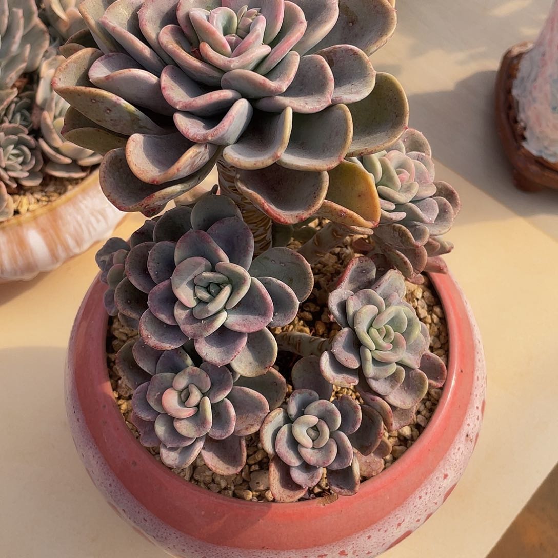 美尻多肉多肉多肉