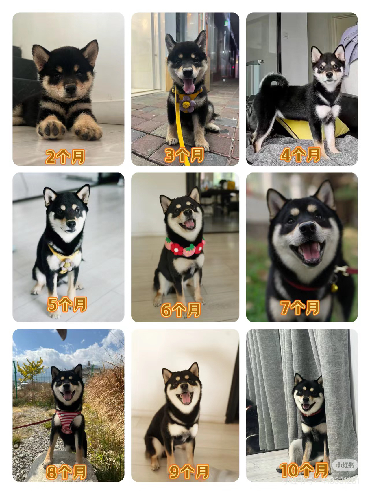 宠物相册定金下单联系达人