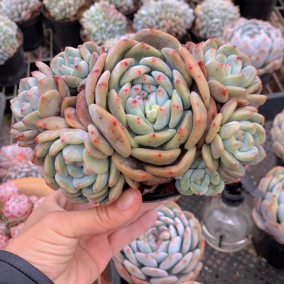 357多头一个小孩子都要