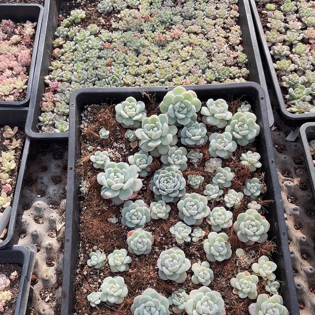 ****愿260。 定。           