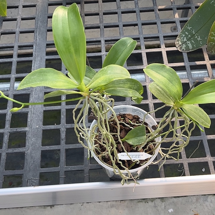 当前无花栽培后可以开花4.5寸杯多梗x粗斑红路德