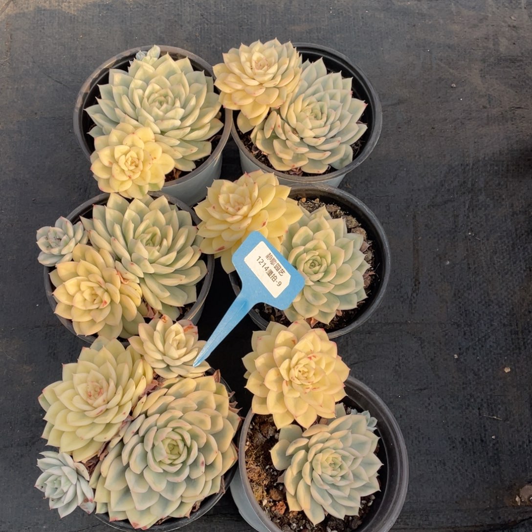 1214-9-宽锦月亮仙子锦福利一颗量拍