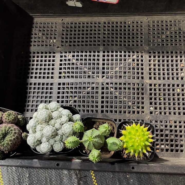 俊***男36号筐带盆土发货