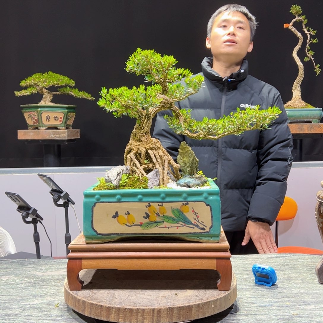 绿植黄杨盆景盆景