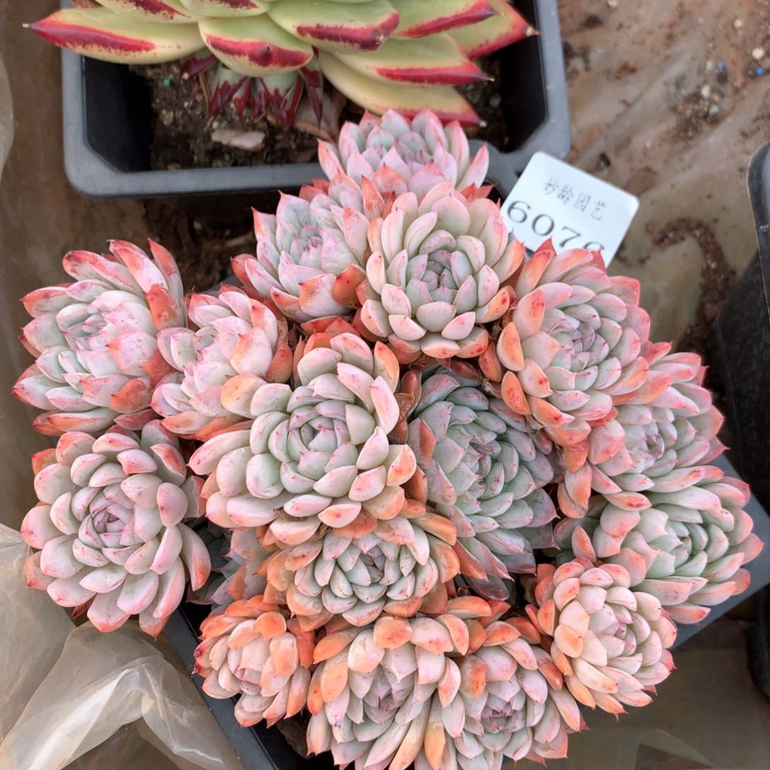 6076不包掉头整散特价处理