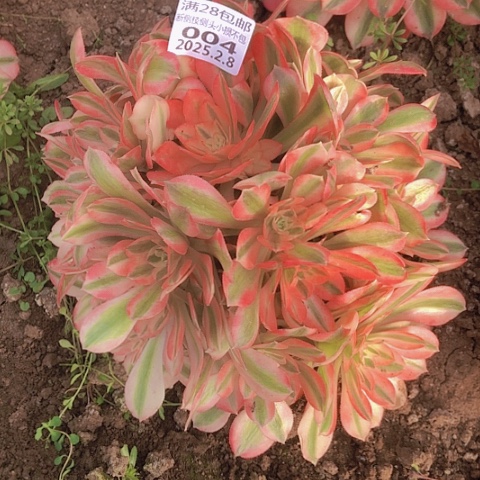 2.8-4女巫多肉植物