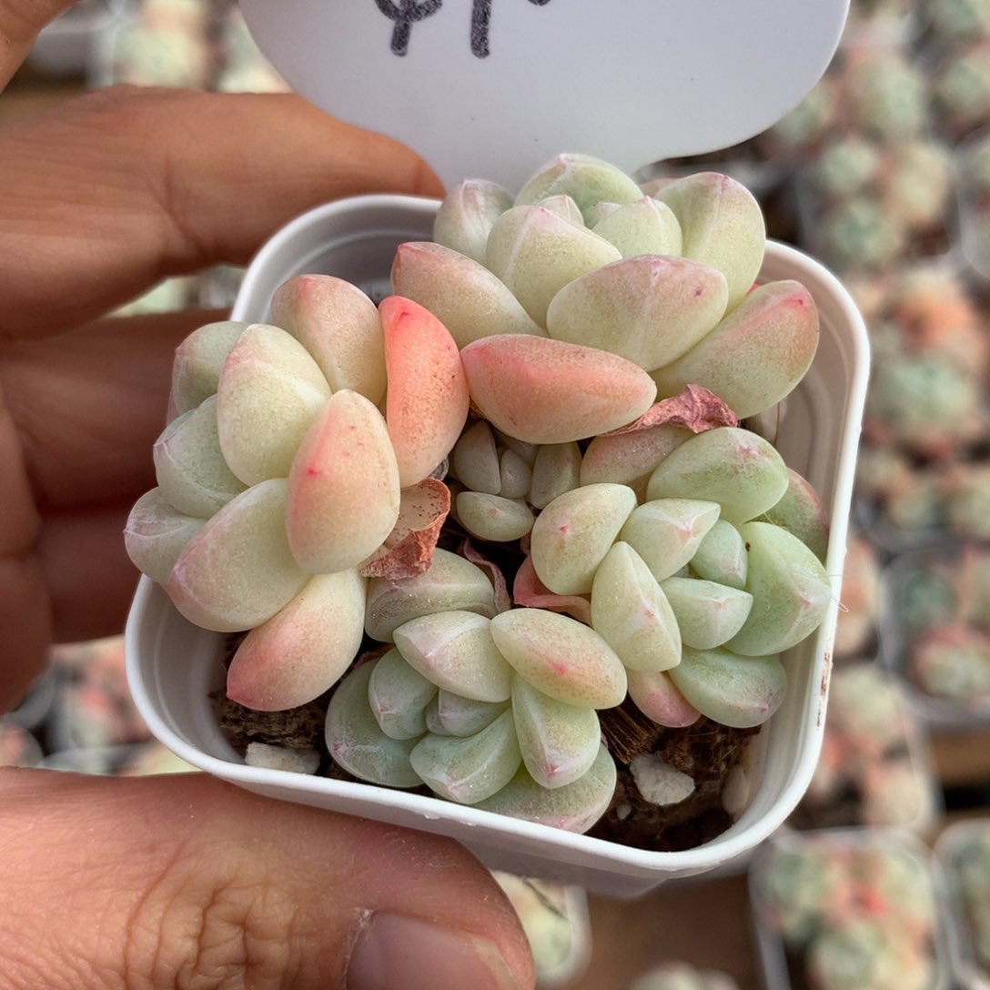 白透丸叶冰玉群4725