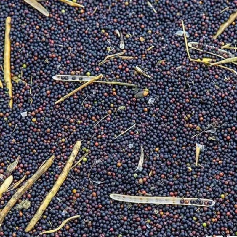 湘西农家【菜籽油】非转基因 自榨压榨纯正食用油