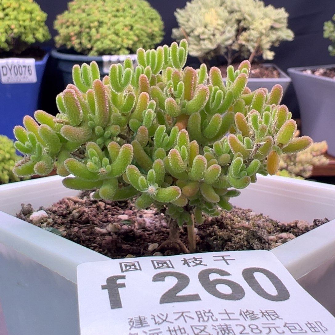 260冰川一物一拍福利