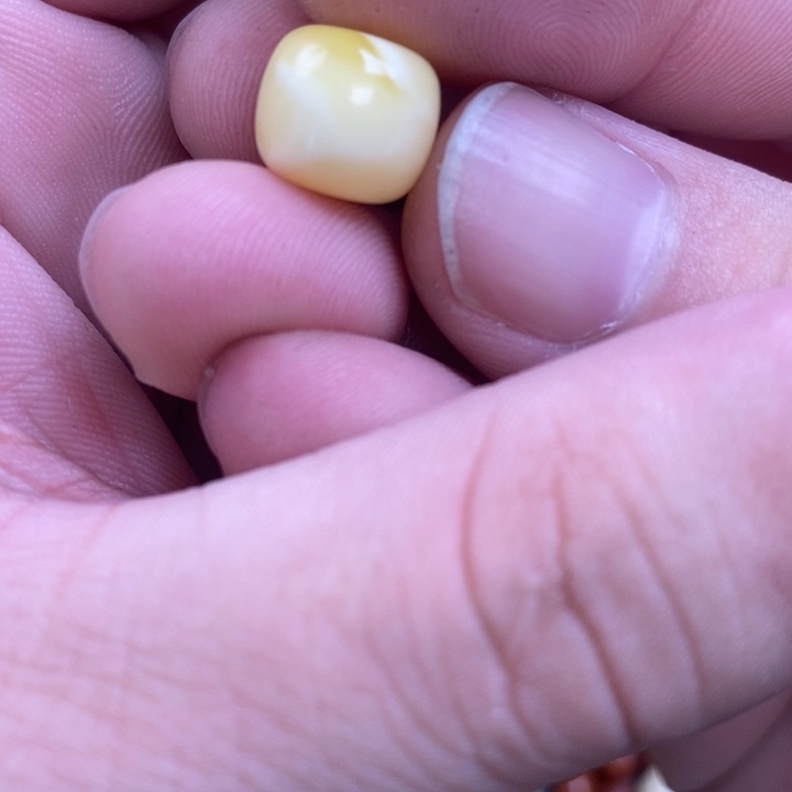 蜜蜡裸石未镶嵌?**。