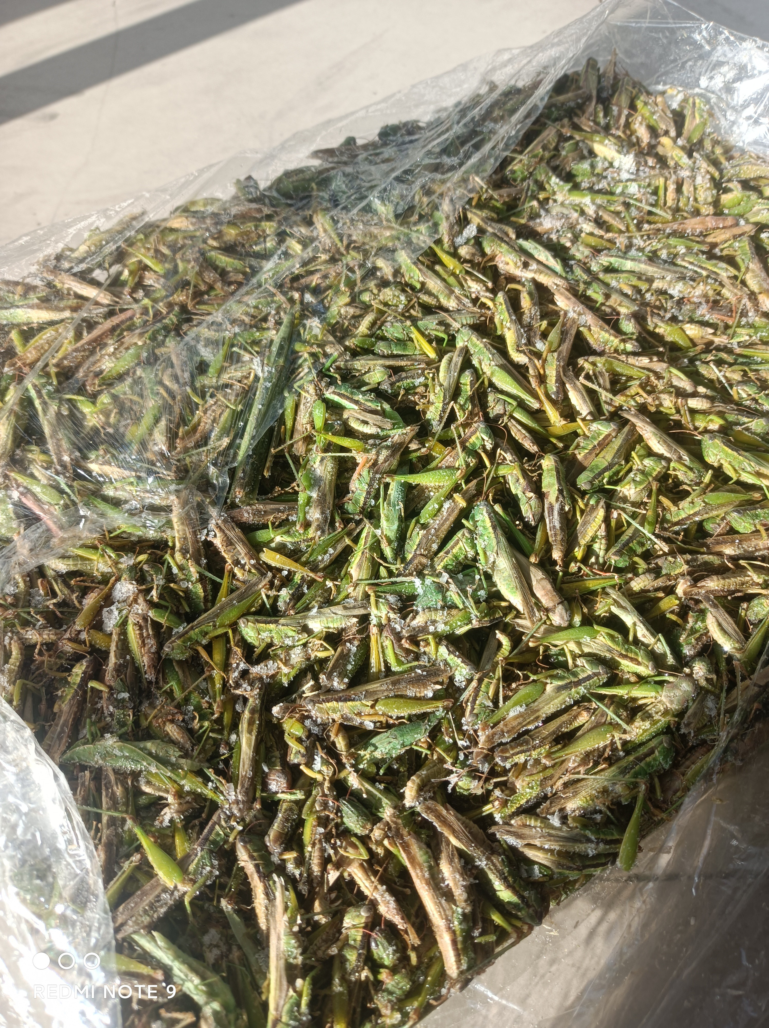 稻蝗小蚂蚱新鲜冷冻可油炸干煸味道鲜美稻田发货快好物