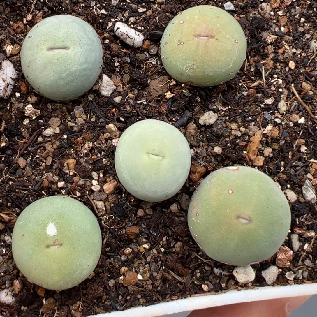 2.14好看的多肉467