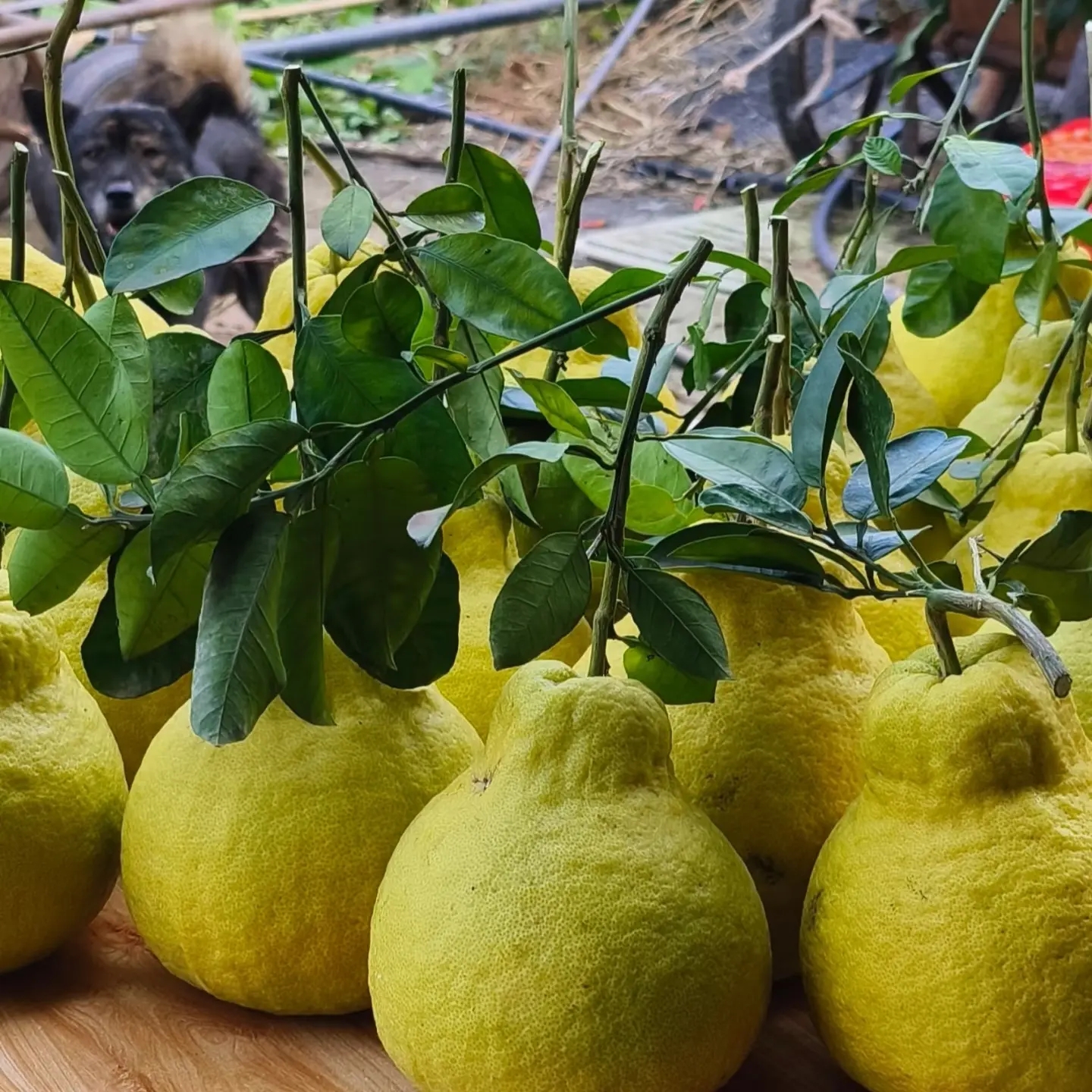 四川泸州特产合江真龙柚多汁新鲜当季玉露水果平潭发展梅州沙田柚