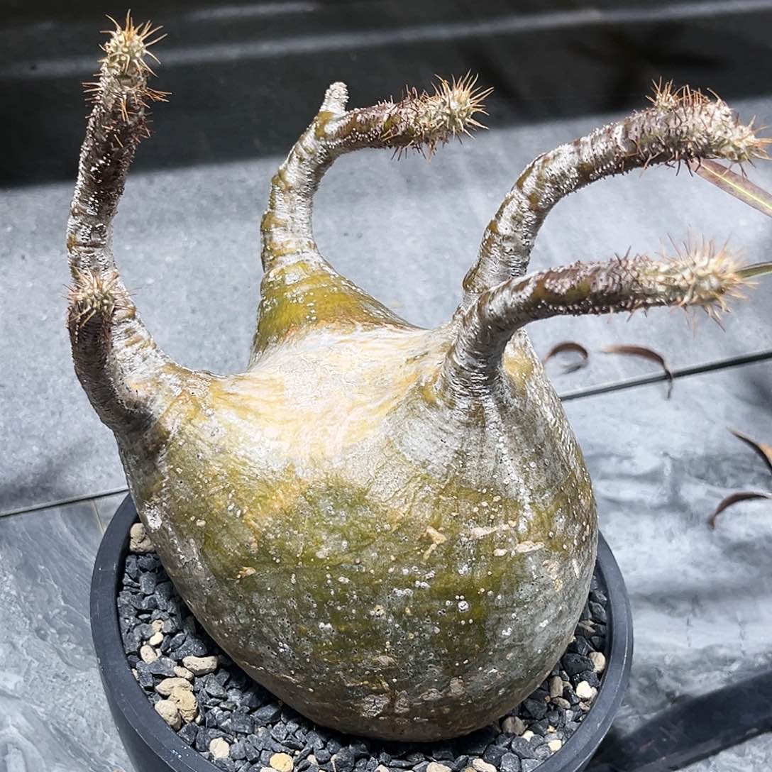 象牙宫熟桩养定折后价漏