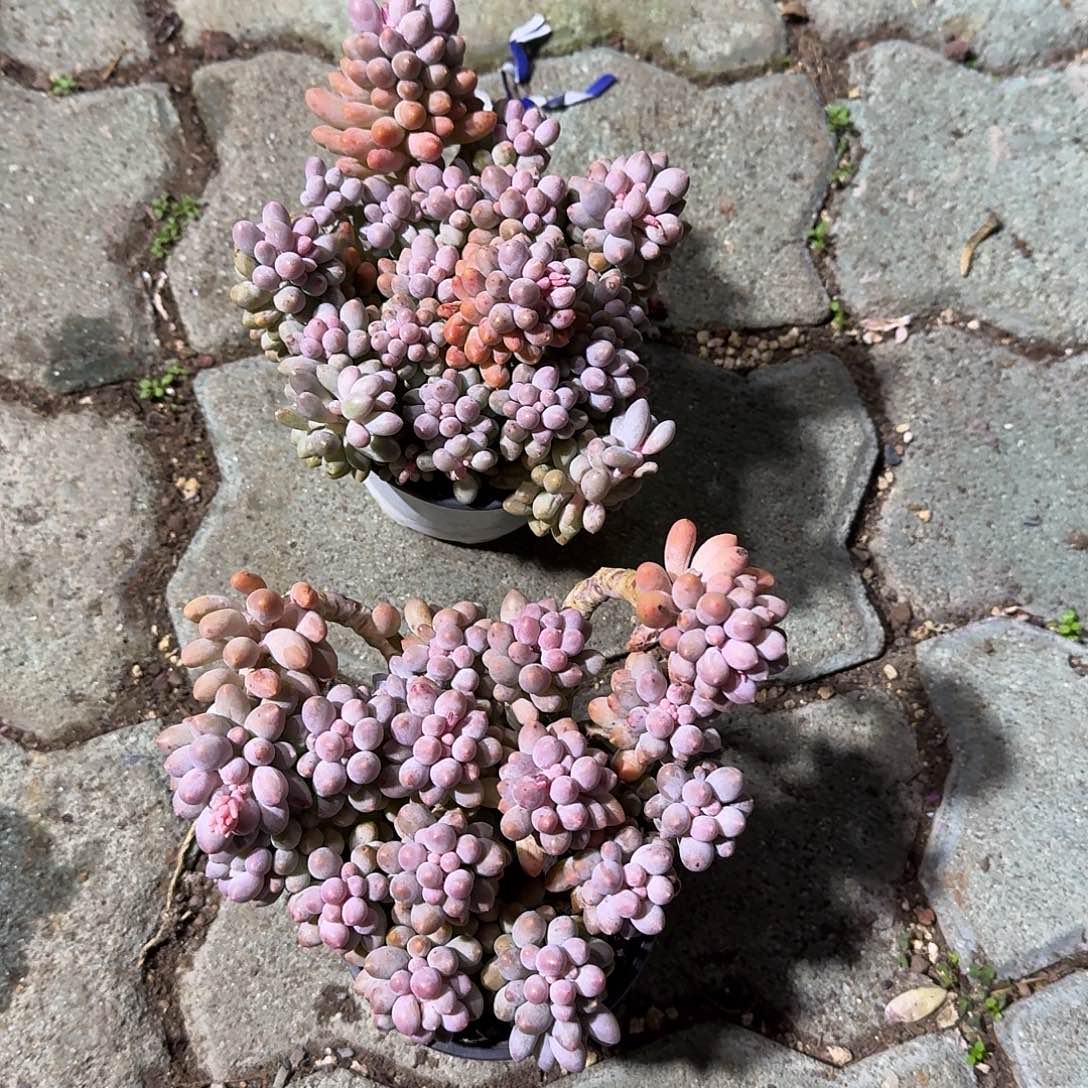 婴儿手指多肉植物