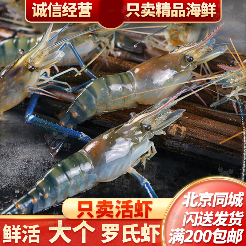 鲜活罗氏虾 大头虾淡水虾一斤500g