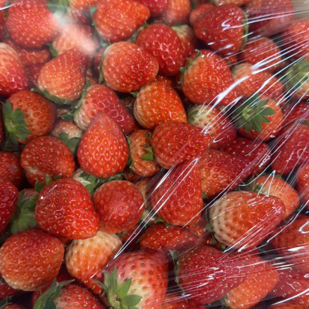 红颜九九草莓500g一盒