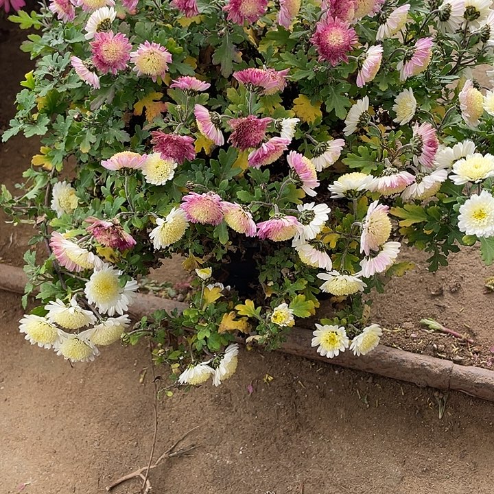 游***乐50菊花菊花菊花菊花菊花