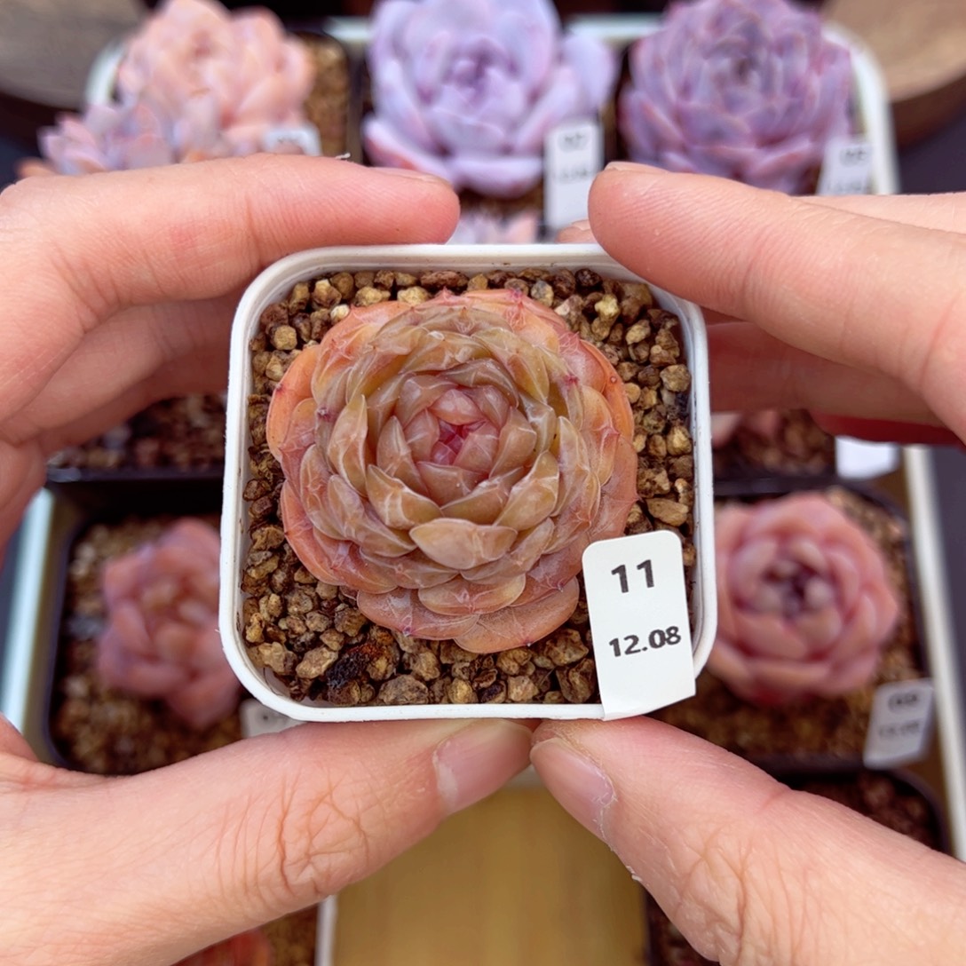 好好看11、哈哈哈哈哈