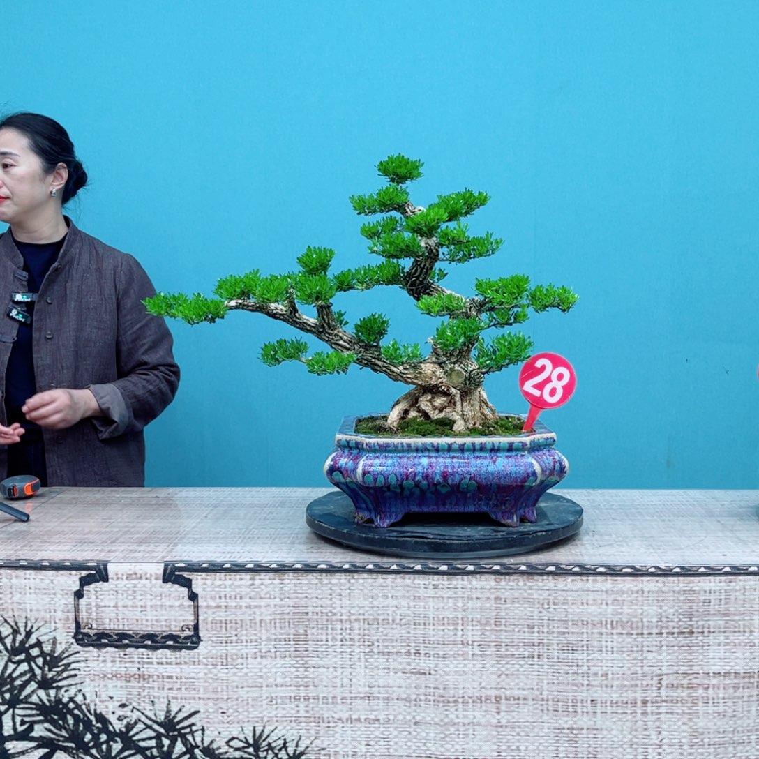 心***柱以实际为准广东雀舌黄杨盆景