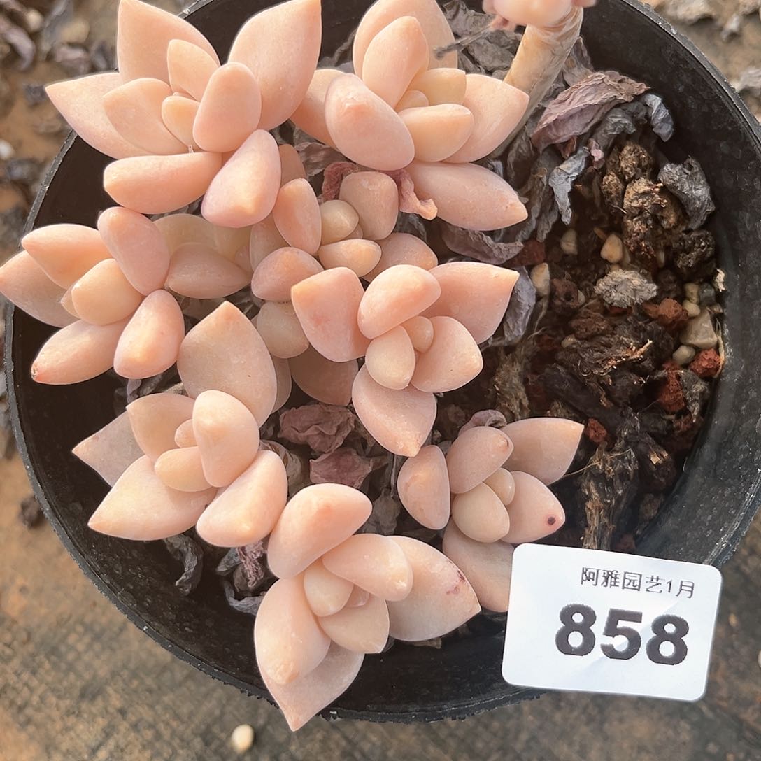 阿雅园艺。          858