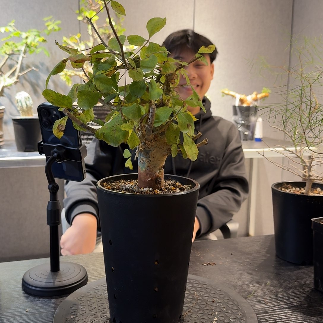 苏杰保利熟桩带盆发