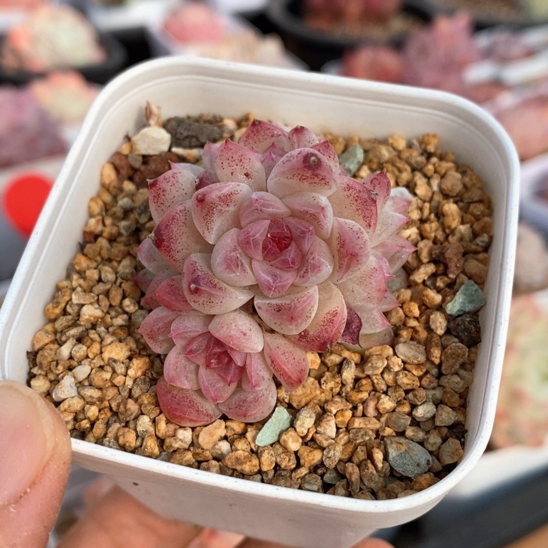 精品多肉一物一拍不包整87