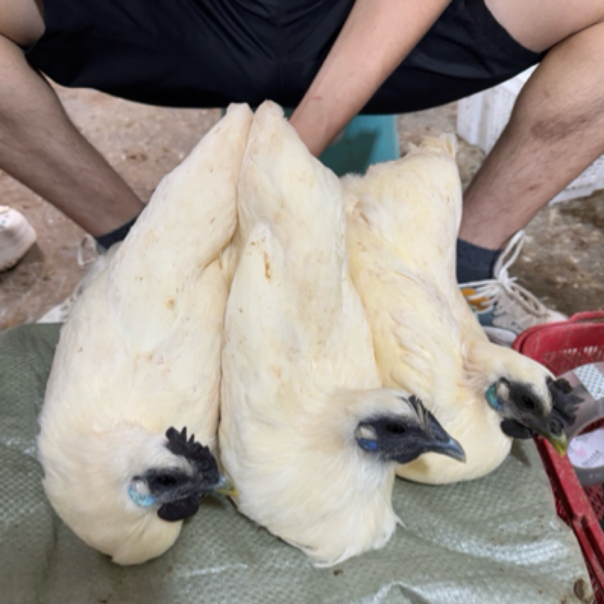 小郑家的家  蓝耳江山白毛乌骨鸡 童子鸡