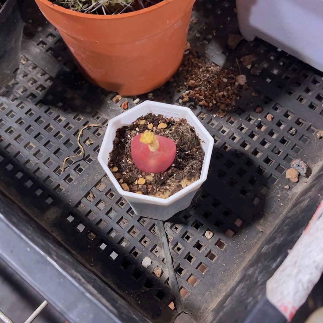 毛汗尼多肉植物红