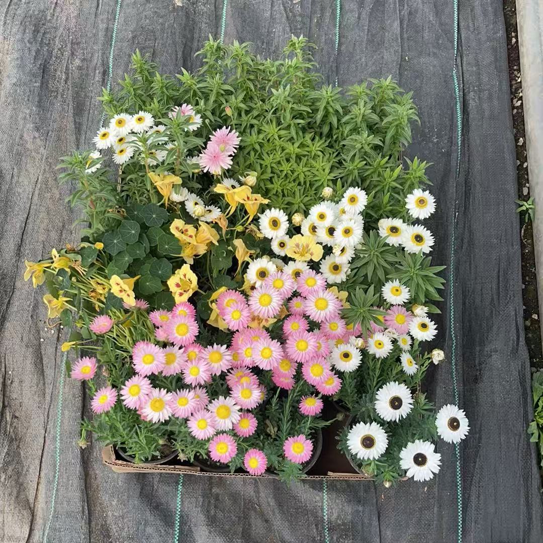 小亮家花草随机一盆
