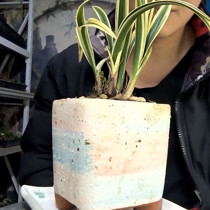 (***川中青园艺一物一拍花443