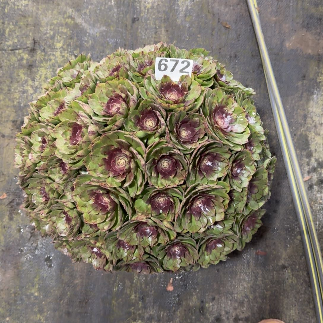 ?*?672！万拉丝法师多肉植物