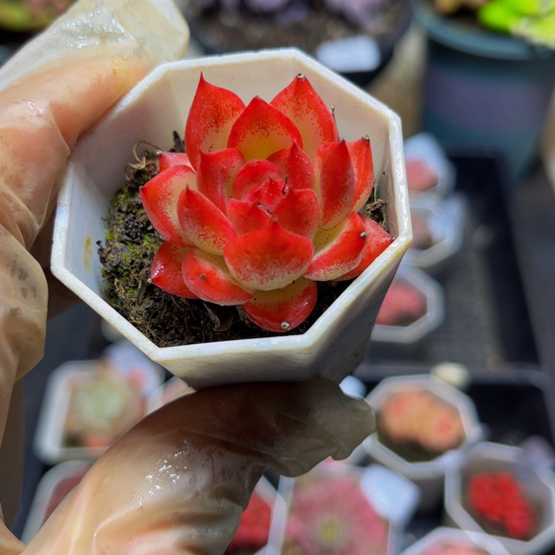 255-4厘米多肉植物