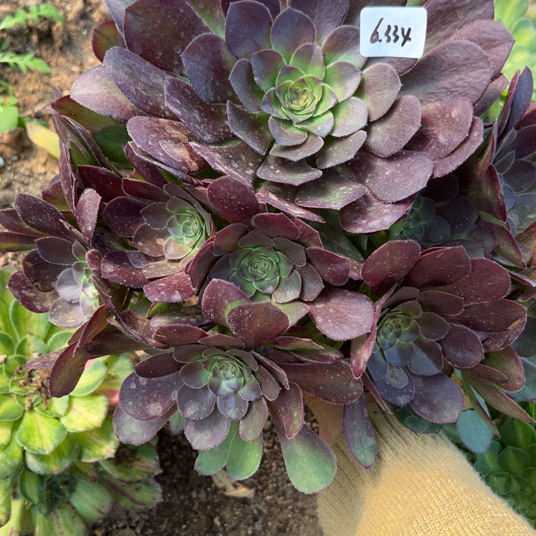 334雨荷多肉植物