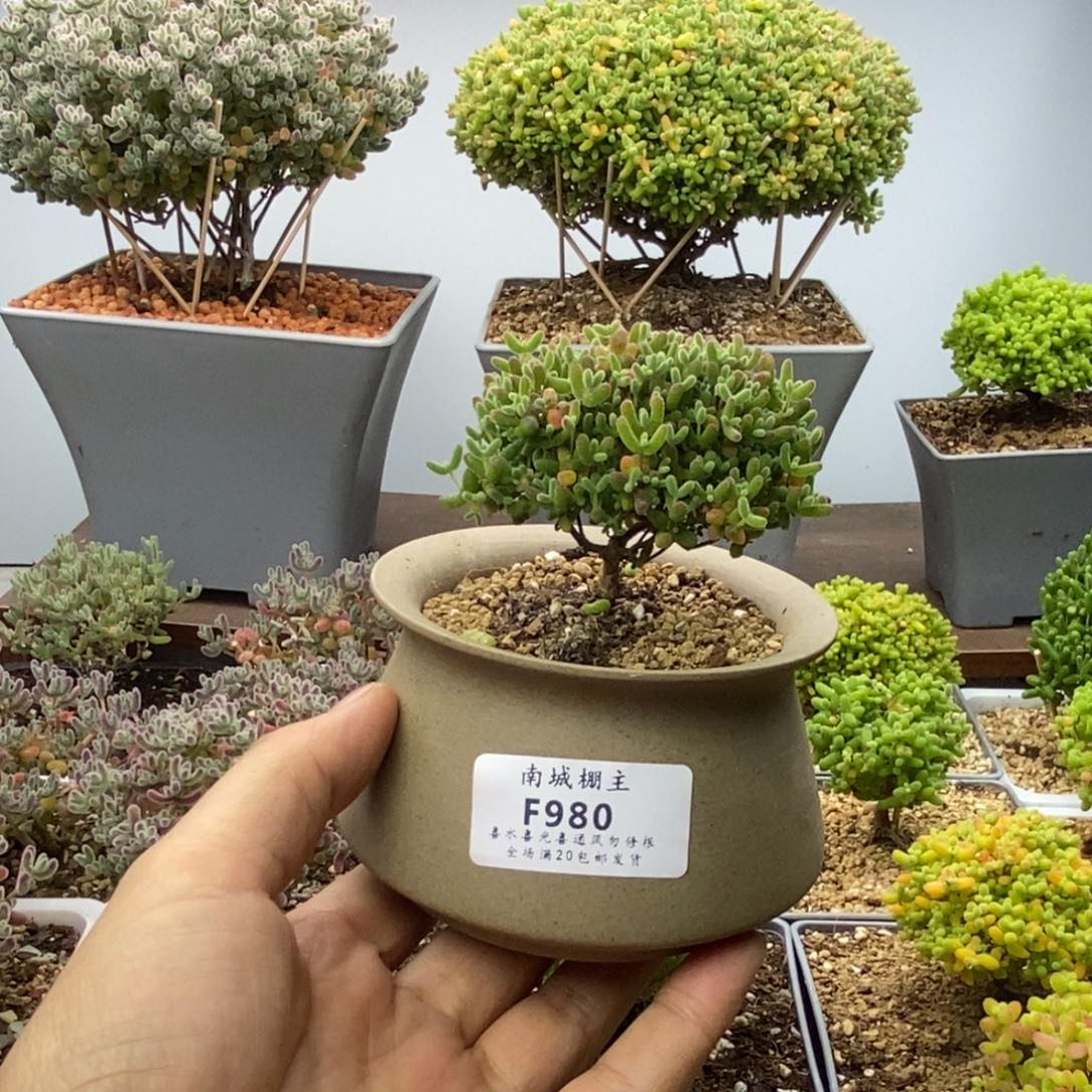 980精控蜜橘糖球枝干