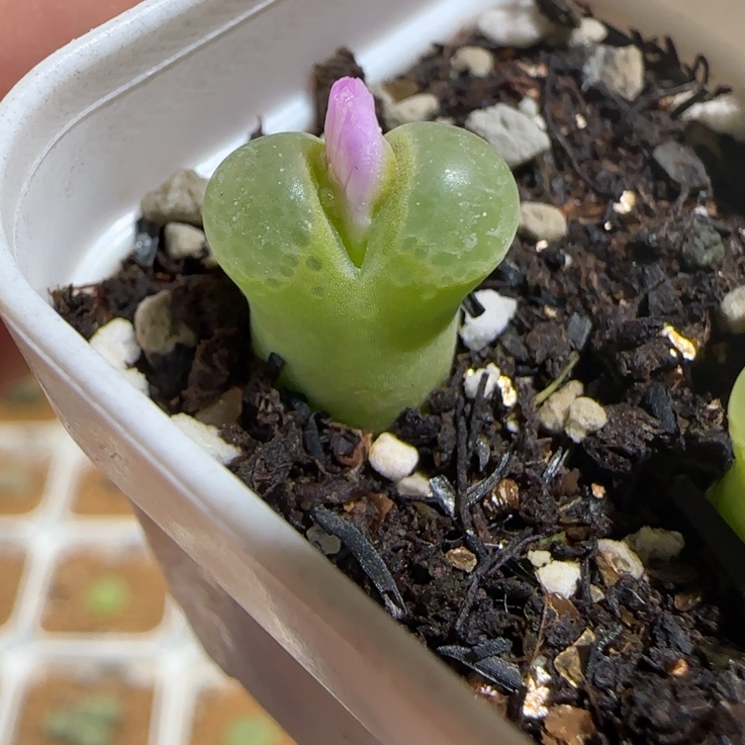 肉锥多肉植物组合-粉樱1368