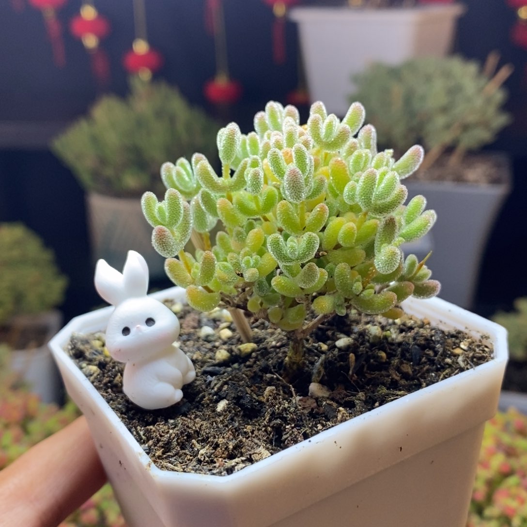 128号优选冰晶枝干多肉