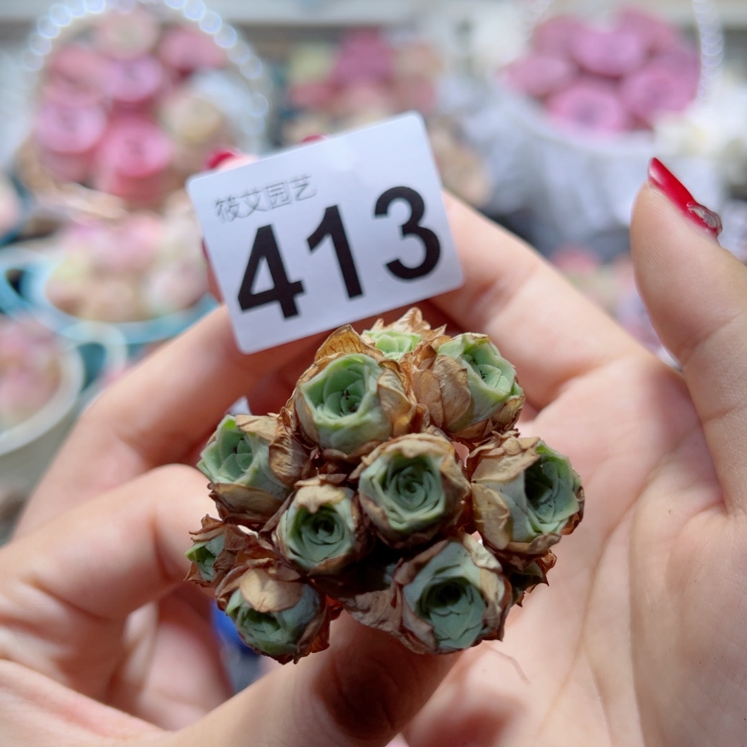 团***子413黄玫瑰花束。   