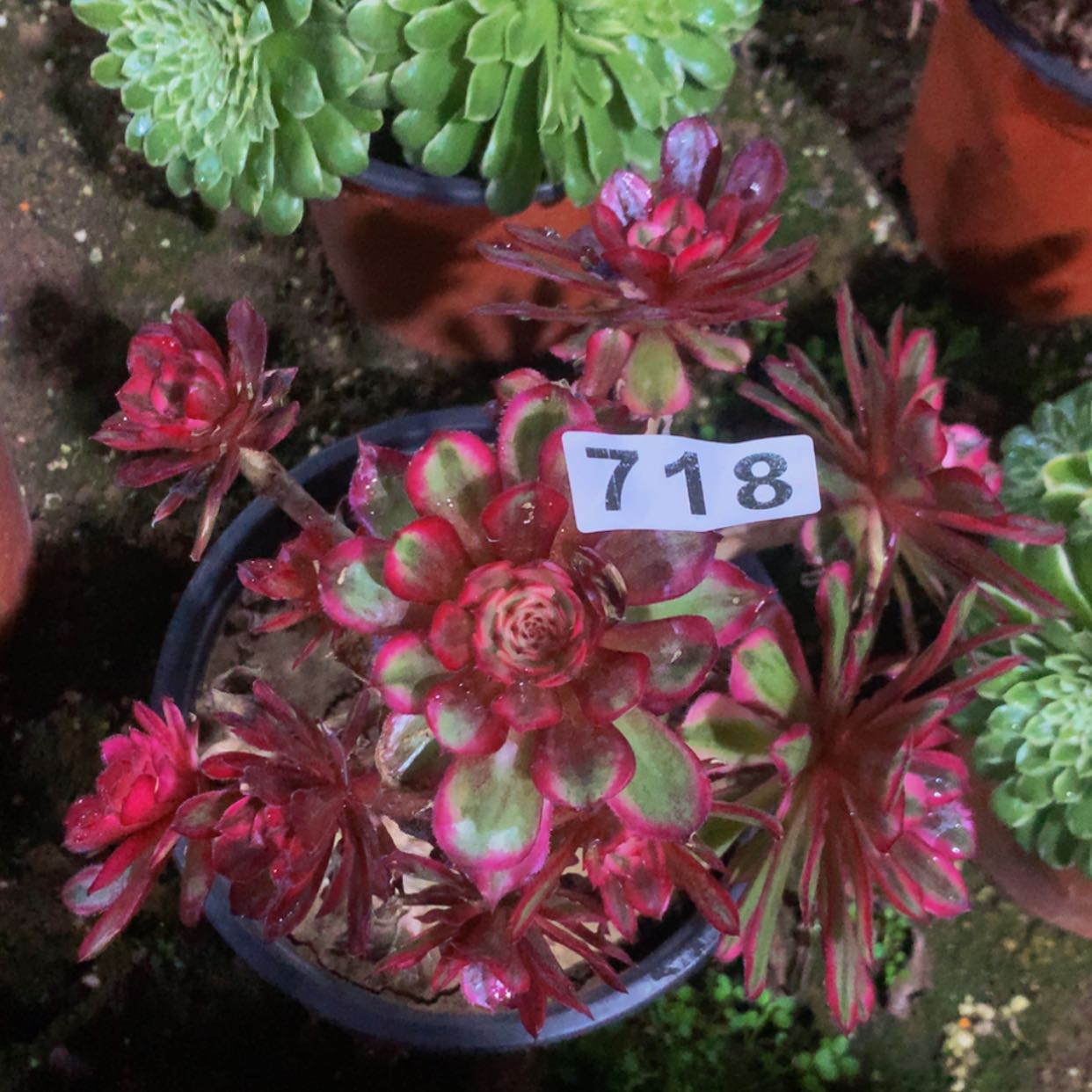 【闪购商品】718白月光多肉