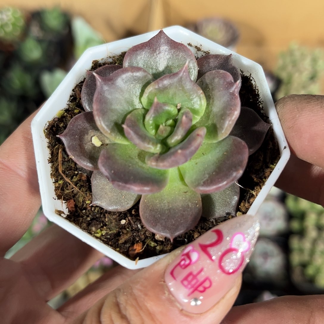 黑饺子皮单头发货