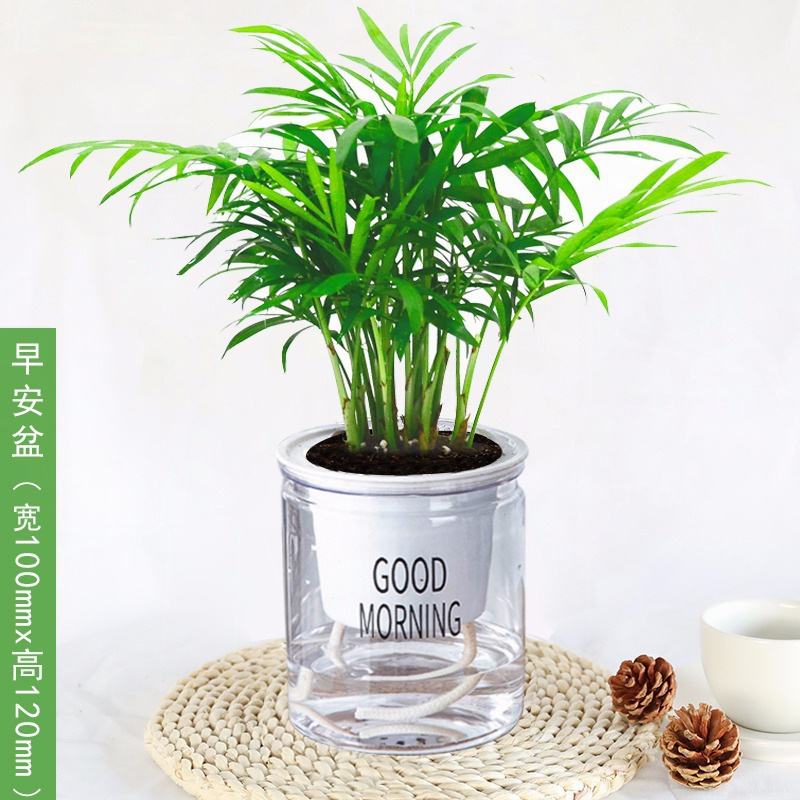 袖珍花椰子盆栽水培绿植花卉大型植物散尾葵夏威夷竹子凤尾竹富贵