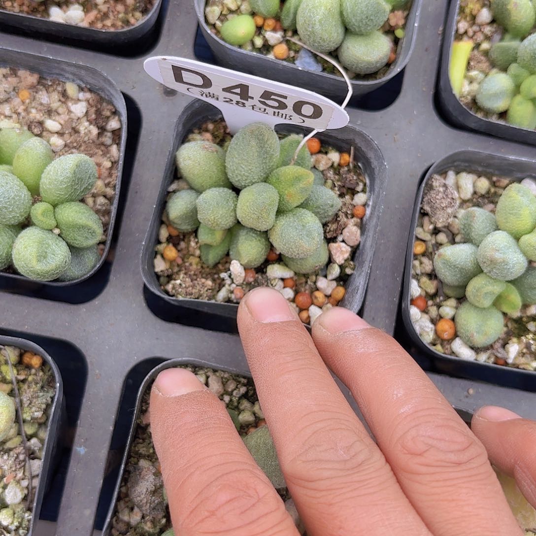 D450水泡一物一拍