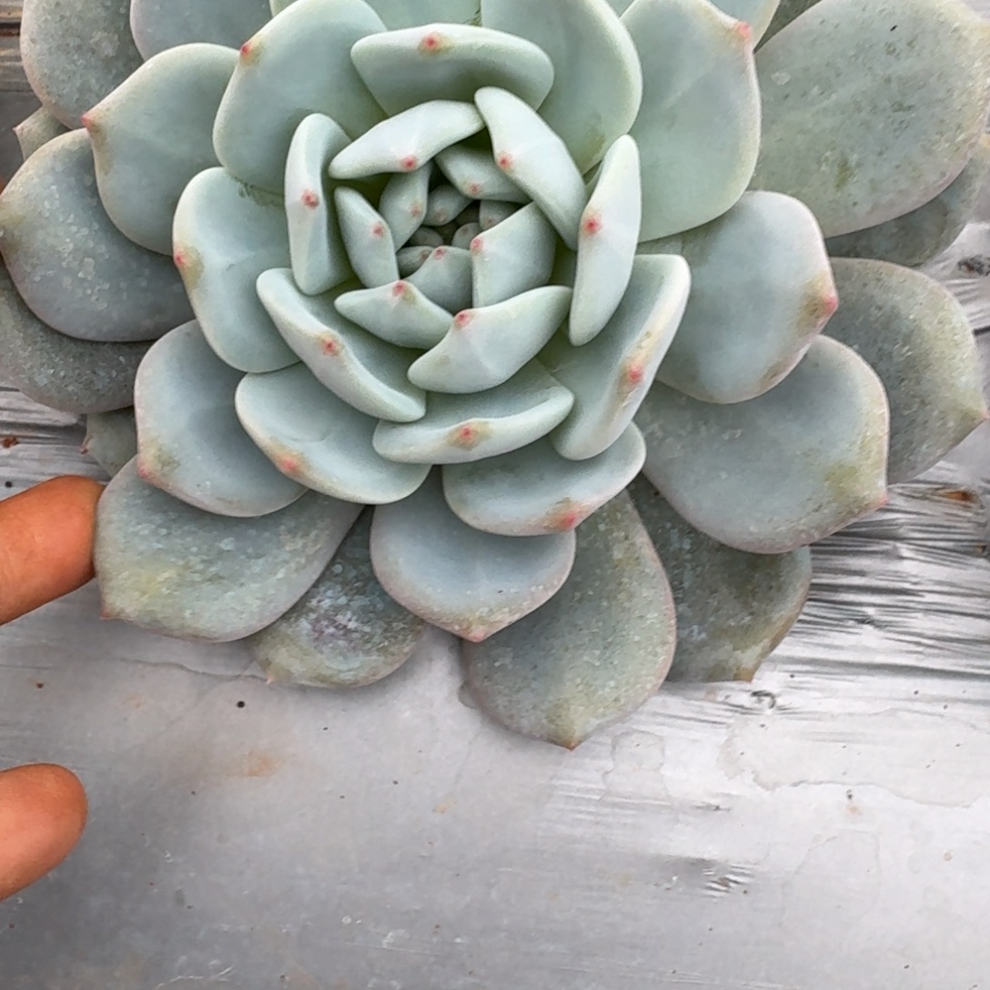 梦露杂交一颗量拍25-27（雪花珍妮边上的棚子）我