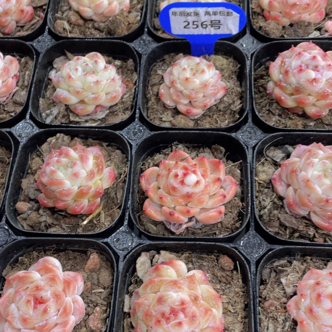 256号 全状态樱花冰魄单头两个