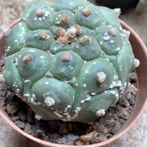 龟甲兜仙人球28米仙人球