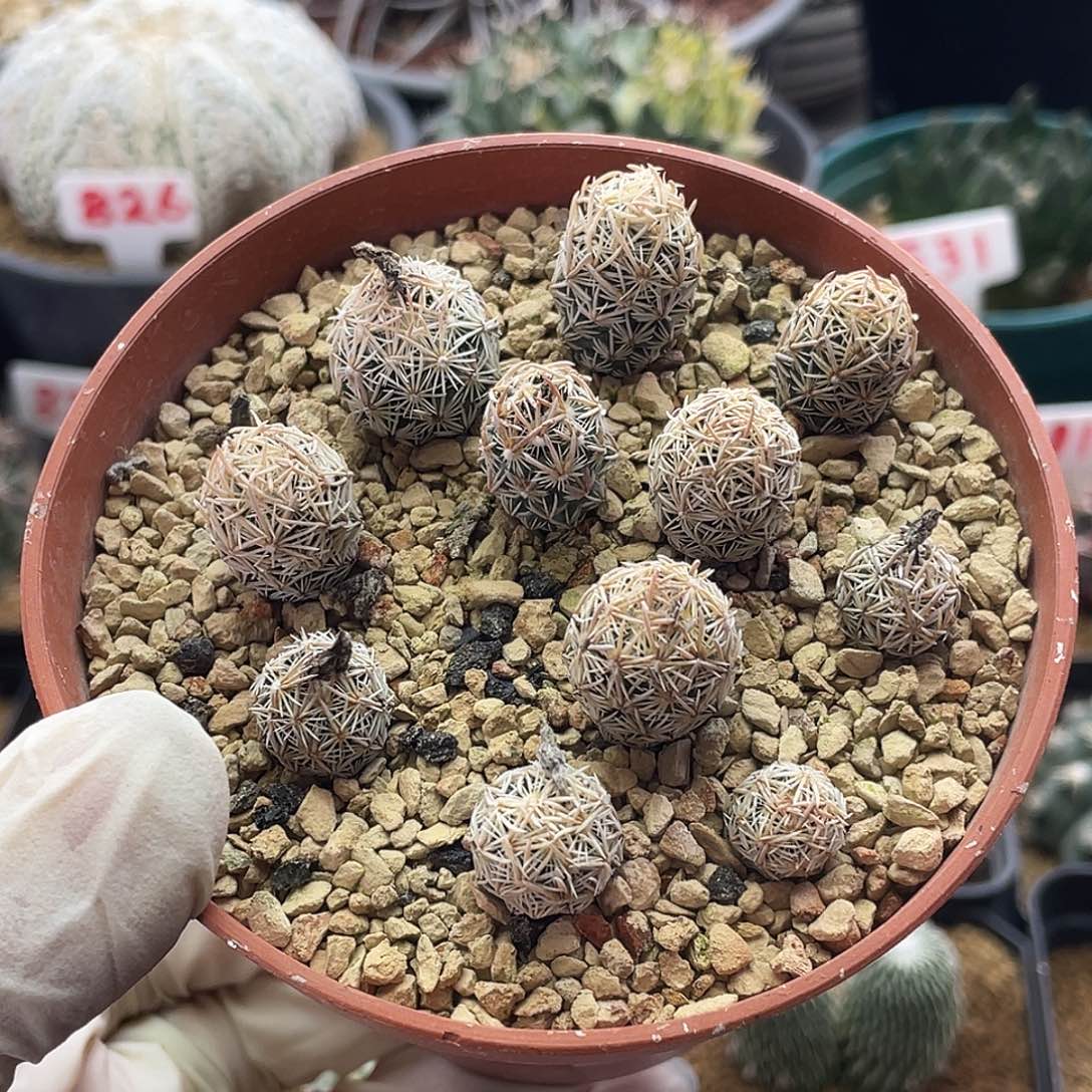 实生紫王子开花母本株