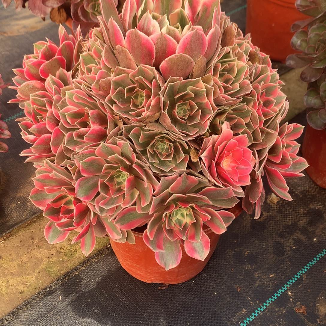 完全开放红粉佳人法师图片植物多肉