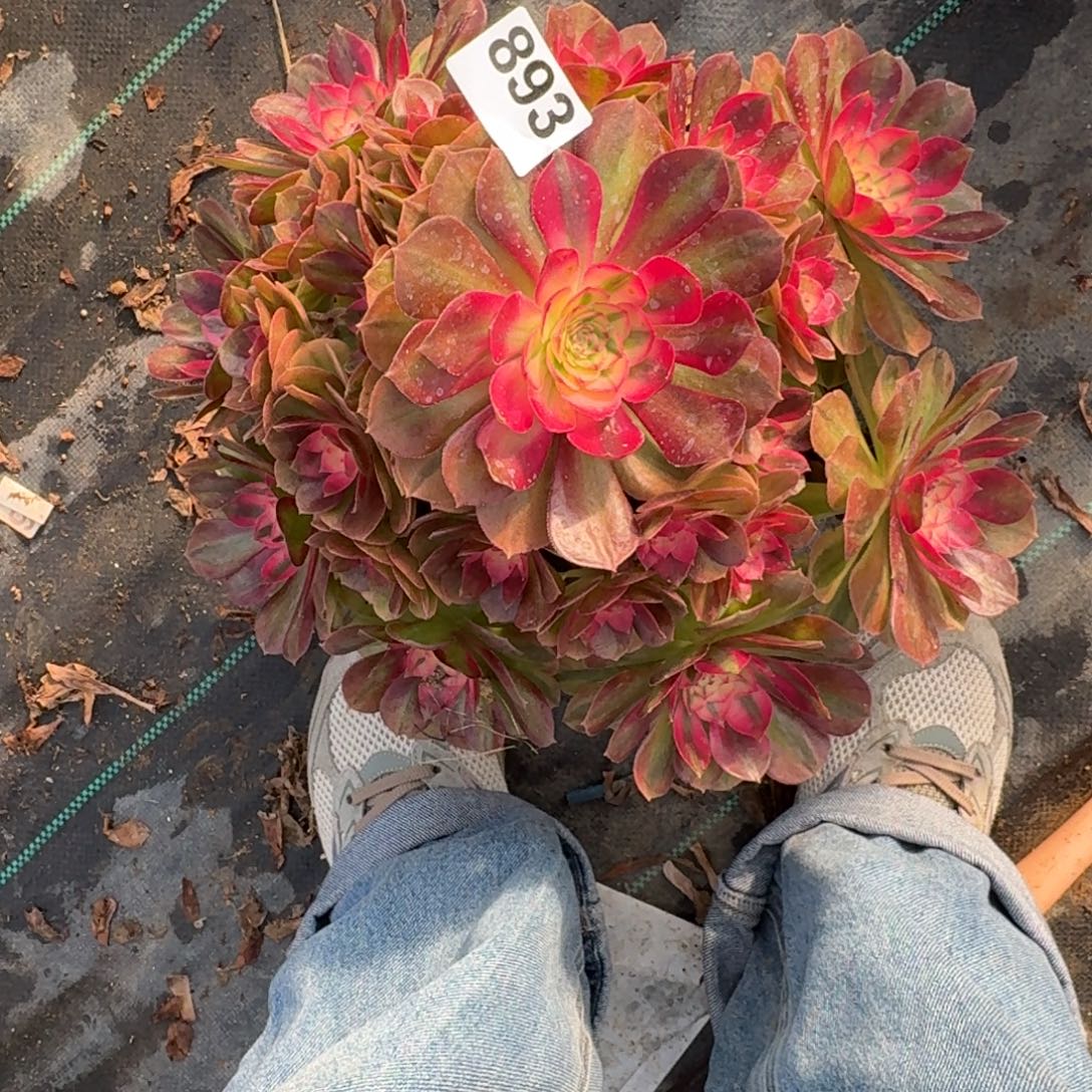 893超大荔枝多肉植物福利