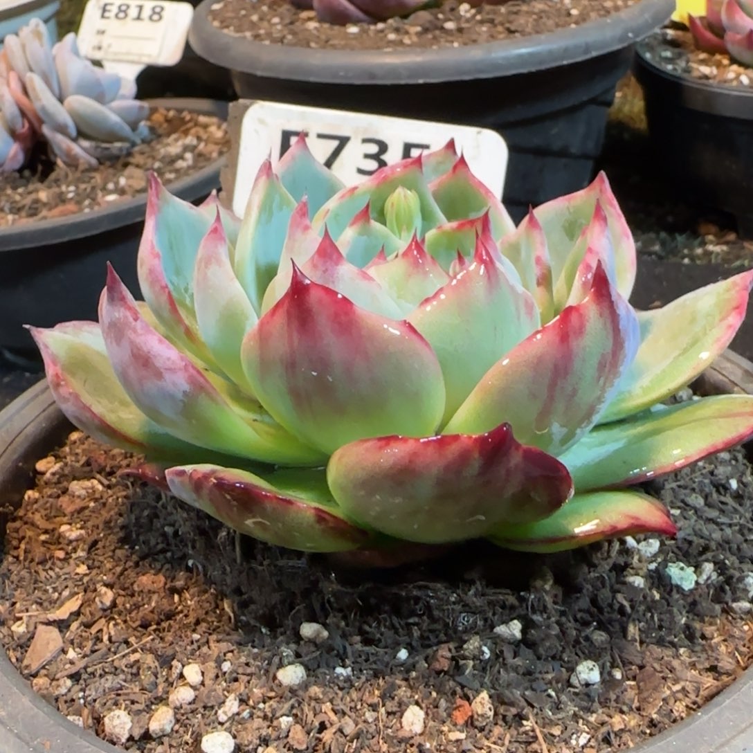 花脸拉丝惊鸿一物一拍包装收缩花旱735