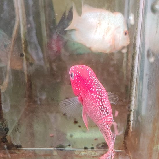 罗汉鱼222222222222